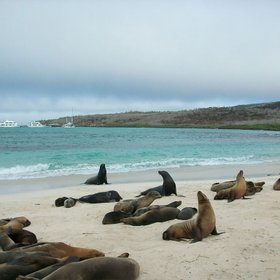 Viele Seelöwen am Strand von Galapagos