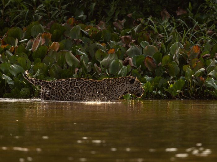 Jaguar steht halb im Wasser