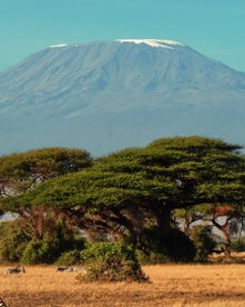 amboseli nationalpark kenia afrika - sppitze des berges mit schneebedeckt davor zebras auf Land