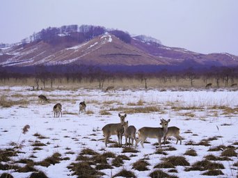 Sikahirsche in der verschneiten Landschaft