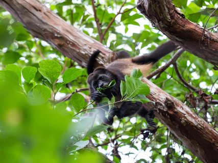 ?????????????????????????? Howler Monkey in Nicaragua