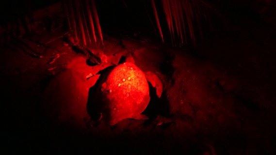 Lederrückenschildkröte bei der Eiablage in der Nacht Kamerauaufnahme - Kleingruppenreise Costa Rica
