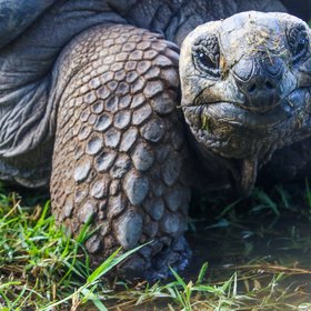 Galapagos Riesenschildkröte schau in die Kamera