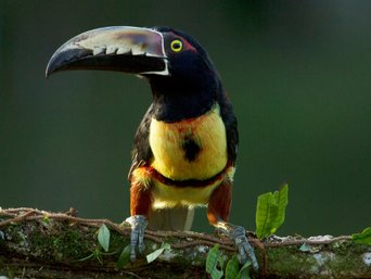 Schwarzkehlarassari auf einem Ast in Costa Rica