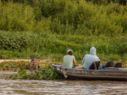 Jaguarbeobachtng vom Boot