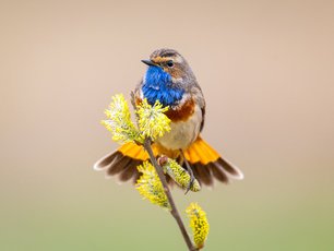 Blaukehlchen auf einer gelben Blüte
