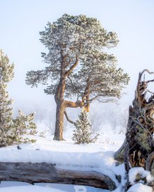 Bäume und ein umgefallener Baum im Schnee
