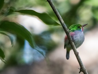 Ein kleiner Cartacuba oder auch Kubatodi genannt, sitzt auf einem Ast.