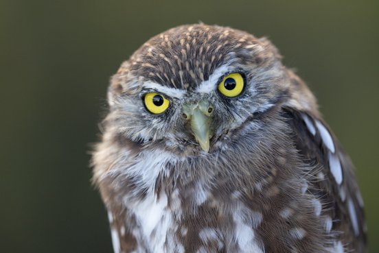 Patagonien-Sperlingskauz schaut mit seinen gelben Augen in die Kamera