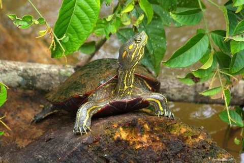 quetzal vogel - Schildkröte