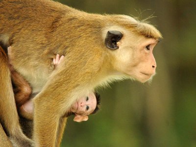 Tiere in Sri Lanka: Toque-Makak mit Baby