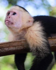 Kapuzineraffe relaxed auf einem Ast