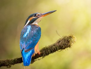 Eisvogel auf einem Ast