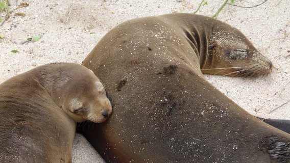 Peru und Galapagos Rundreise - Galapagos