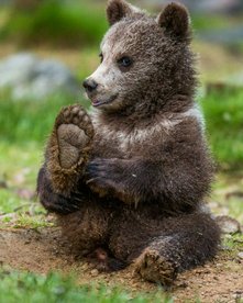 Junger Braunbär hebt seine kleine Tatze
