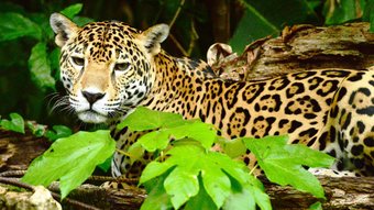 Jaguar