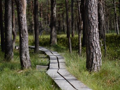 Steg führt durch ein Moor in Estland