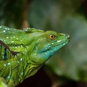 Jesus Christ Lizard Nahaufnahme