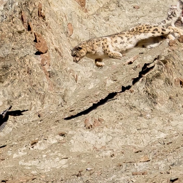Schneeleopard springt Elster hinterher
