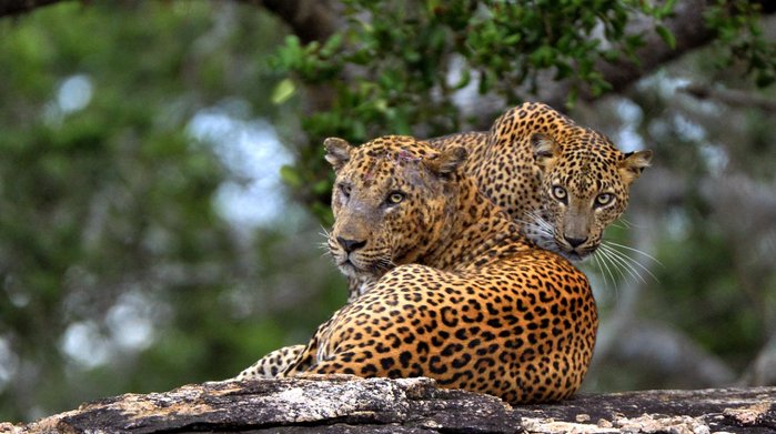 Ein liegendes Leoparden Pärchen in der freien Wildbahn