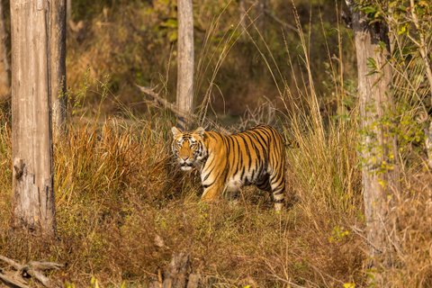 Indien Tiger