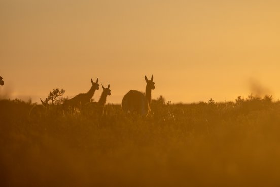 Herde Guanakos im orangenen Sonnenuntergang