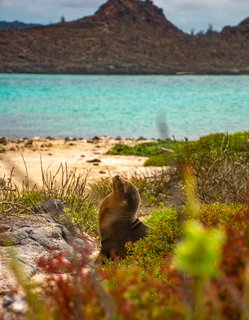 Ecuador Gruppenreise - Seelöwe sonnt sich am Strand