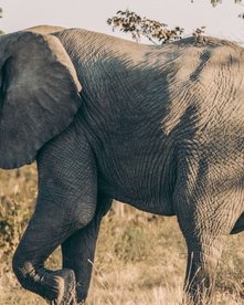 Elefant in Botswana