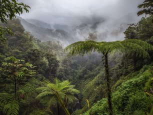 Costa Rica Pflanzen und Nebel im Regenwald