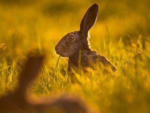 Feldhase in warmen Licht auf einem Feld