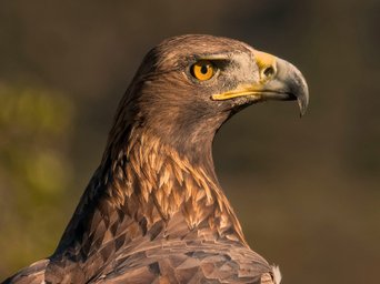 Portrait eines Steinadlers in Spanien in schönem warmen Licht