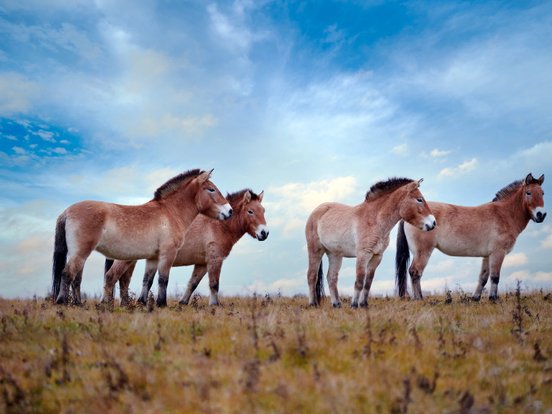 Przwalski-Wild Pferde Mongolei Rundreise