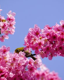 Japanbrillenvogel in pinken Kirschblüten in Tokio