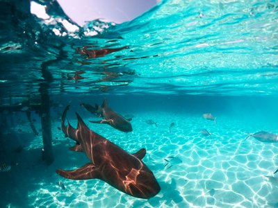 Haie unterwasser türkisblau - Dominikanische Republik Highlights