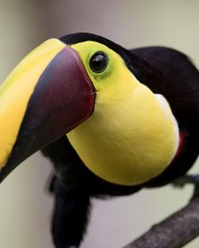 Schwarz-gelber Vogel (Swainson Tukan) auf einem Ast