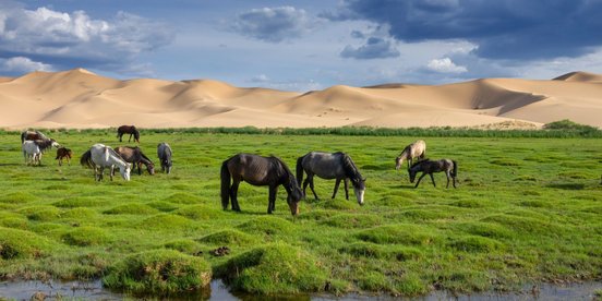 Die Wüste Gobi