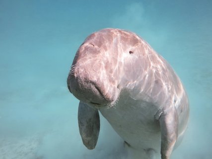 Krabi und Koh Libong - Dugong