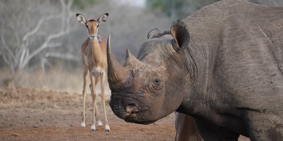 Impala steht hinter einem Nashorn
