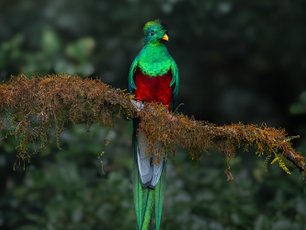 Quatzal Männchen auf einem moosbewachsenem Ast