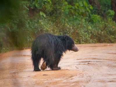Lippenbär auf Safariweg
