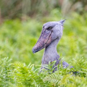 Ein Schuhschnabel in den Sümpfen Ugandas