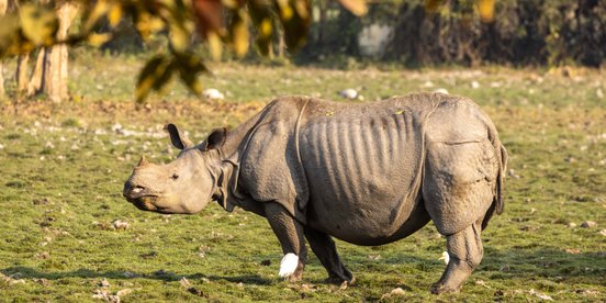 Panzernashorn Kaziranga