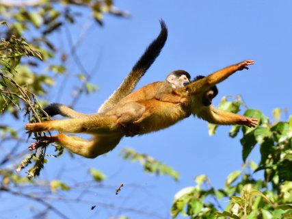 Totenkopfäffchen fliegend zum nächsten Baum