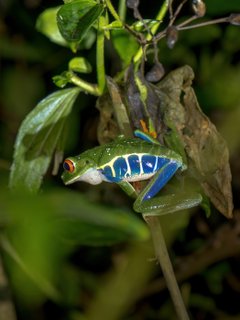 Frosch mit blauen Bäuchlein an Pflanze Kleingruppenreise Costa Rica