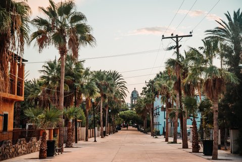 Baja California Rundreise - Palmengesäumte Straße