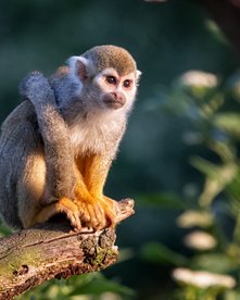Affe im peruanischen Regenwald