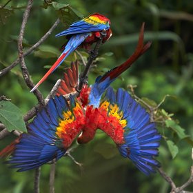 Rote Aras spielen in einem Baum