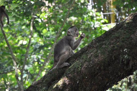 Ecuador Gruppenreise - kleines Äffchen auf einem Baum