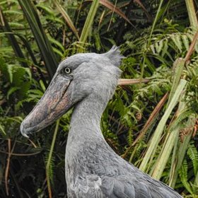 Uganda Feedback