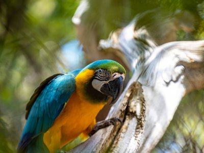 Bunter Papagei auf Ast - Guadeloupe & Dominica Highlights